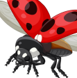 Biedronka